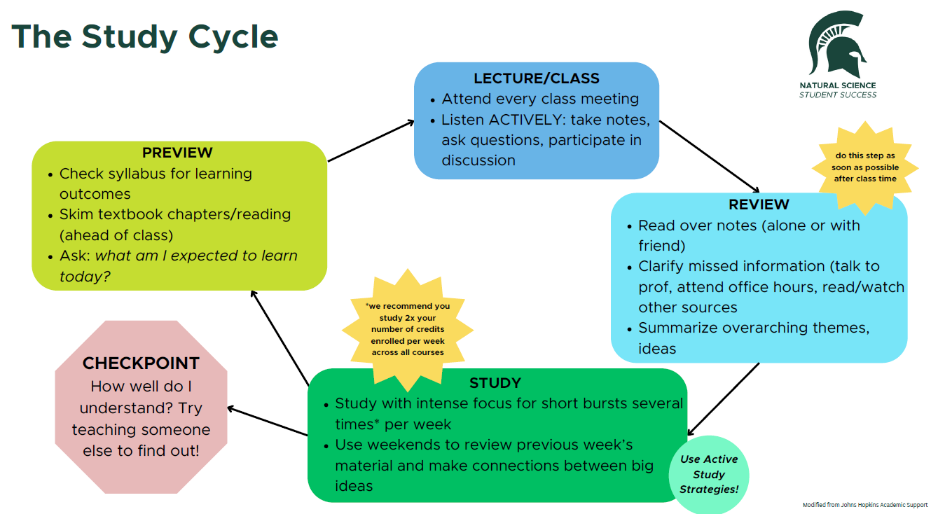 study cycle