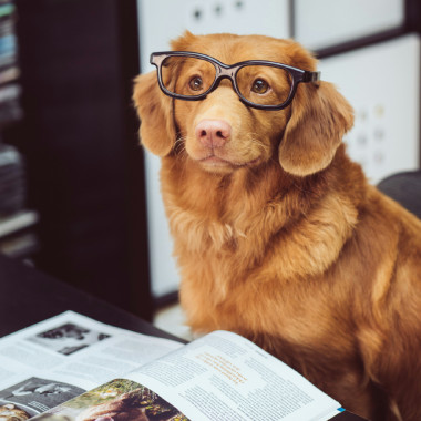 placeholder image of a dog with glasses