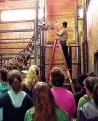 Caring for giraffe at Binder Park Zoo
