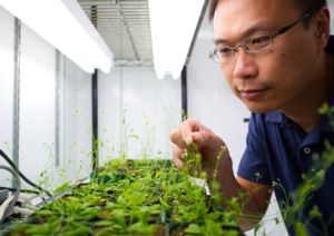 Image of Shin-Han Shiu in his lab