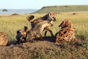 Image of spotted hyenas in the wold