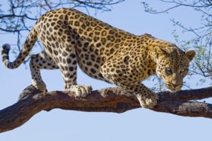 Image of a leopard in a tree