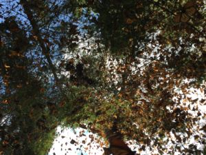 Image of butterflies in trees