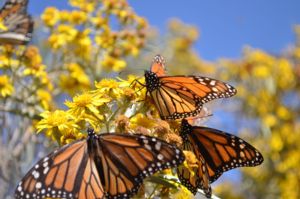 Image of butterfly on a milkweed plant