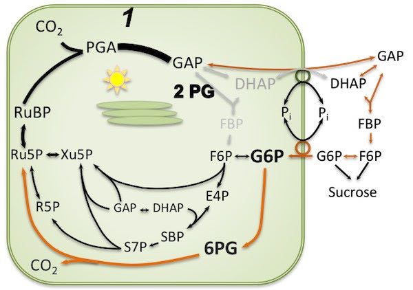 Illustration of the Calvin-Benson cycle