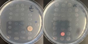 Image of petri dishes with grwoing bacteria