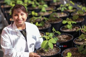 Image of Cecilia Martinez-Gomez with soybean plants
