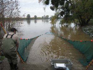 Image of U.S> Fish and Wildlife Serivce monitoring for juvenile Chinook salmon in the Sacramento River.