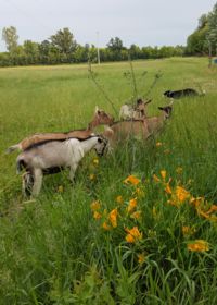 Image of goats on Viens and Johnston's farm