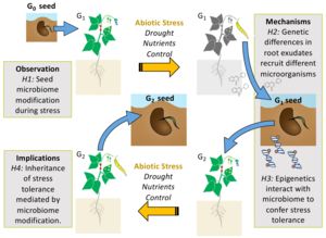 Diagram of seed microbiome hypothesis that posits that stress contributed to an alternation of the microbiome in the seed.