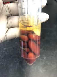 Beans soaked in phosphate buffered saline and ready for DNA extraction.