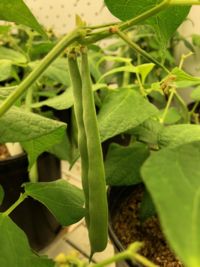 The pods of Phaseolus vulgaris, or the common bean