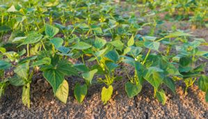 Image of a bean field
