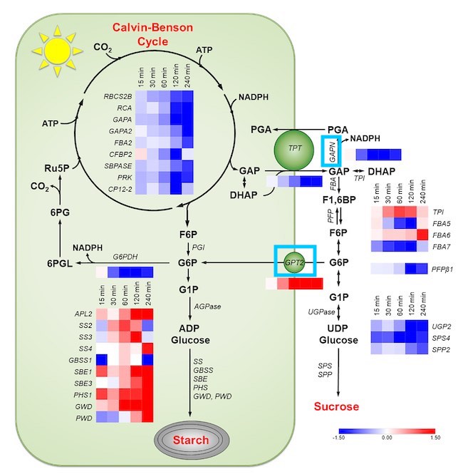 Image of Calvin-Benson cycle