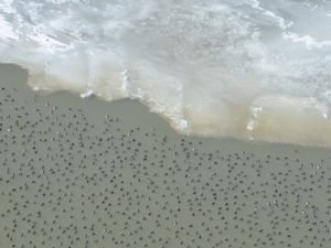 Image of birds on a beach
