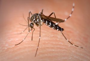 Image of Asian Tiger mosquito.