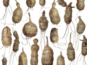 Image of artichoke tubers