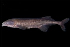 Image of a mormyrid electric fish