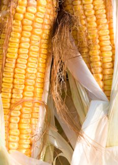 two-week-old corn seedlings, MSU