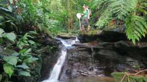 Image of Sarah Fitzpatrick on her way to catch guppies in a stream in Trinidad.