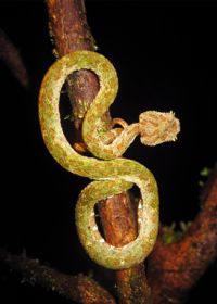 Image of a snake in a tree