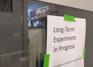 Image of long-term experiment in Shade lab