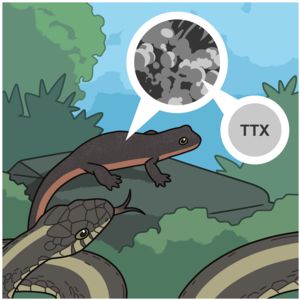 Illustration of newt showing TXX toxin on skin