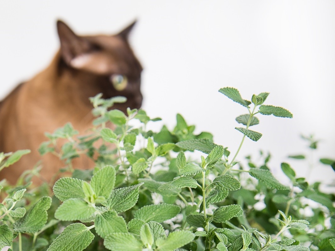 cat attractant