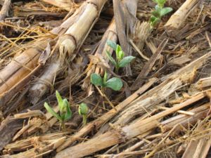 Image of soybeans growing in no-till corn residue at KBS