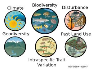 Diagram showing different species and drivers of biodiversity