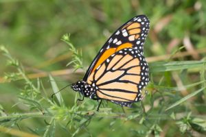 Monarch butterfly