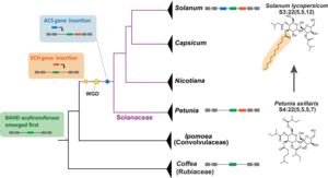 Chart of thje evolutionary history of the acylsugar gene cluster