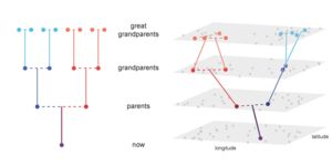 Pedigree diagram that shows pedigree across time and space for a sample individual