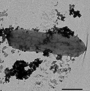 Image of Geobacter cell speckled with cobalt