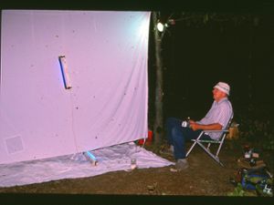 A man using ultraviolet light to attract moths