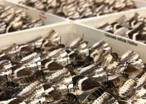 Underwing moths at the A.J. Cook Arthropod Research Collection