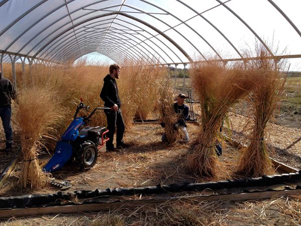 Switchgrass growing under field rainout shelters for drought tolerance studies