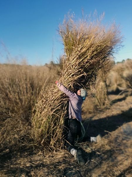 Afield technician wrestling a large swtichgrass plant during harvesting