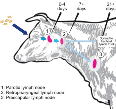 Diagram of infection path in a cow
