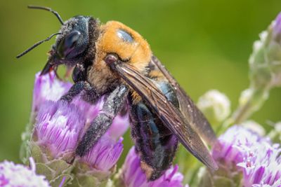 A black and yellow carpenter bee collects pollen from little purple flowers.