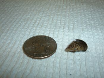 Zebra mussel size comparison to a quarter