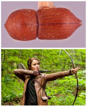 C. katniss come to an arrowhead-like point, which reminded the researchers of Katniss Everdeen from "The Hunger Games," 