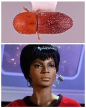C. uhura's reddish hue reminded the researchers of the uniform worn by Lt. Uhura in the original "Star Trek" television series.