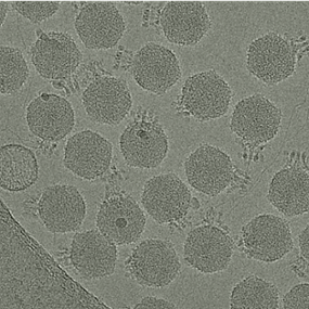Microscopic image of frozen phage