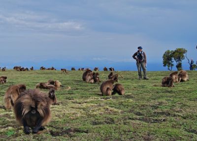 Elizabeth Tinsley Johnson collects data on geladas for her Ph.D. research