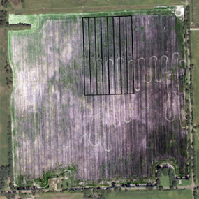 Drone image of cover crops in spring 