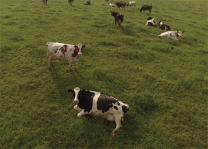 Pasture-raised livestock. Cows grazing in a field of cover crops