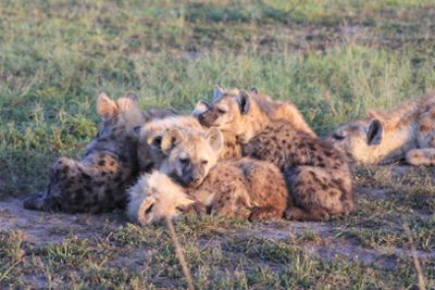 Young hyenas together at a communal den while a mother is nearby. 