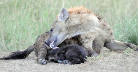 An adult female spotted hyena grooms her young cub at the communal den. 