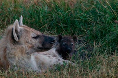 This photo of a mother hyena with her cub in their den at the Masai Mara National Reserve in Kenya. 